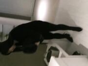 东北话对白搞笑淫荡各种粗口生意不忙了一身黑气质人妻少妇宾馆约战炮友